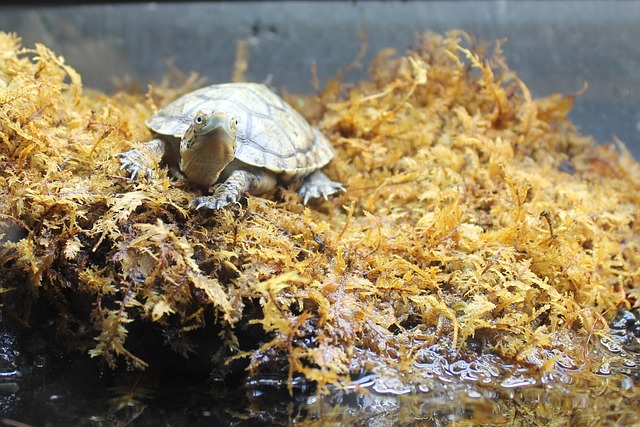 Schildkröte, Moos, Tier, Natur, Hülse