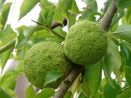 Free Oranges Tree photo and picture