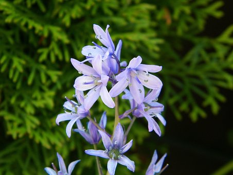 Free Hyacinth Purple photo and picture