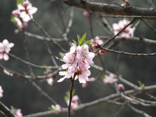 Free Flower Spring photo and picture