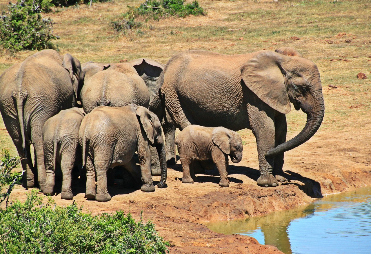 10 000 Free Indian Elephant Elephant Images Pixabay 10 000 Free Indian Elephant Elephant Images Pixabay