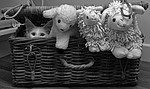 cat, pet, animals