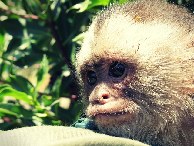Free Mono Primate photo and picture