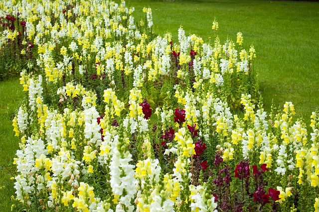 Flores, Parque, Naturaleza, Jardín
