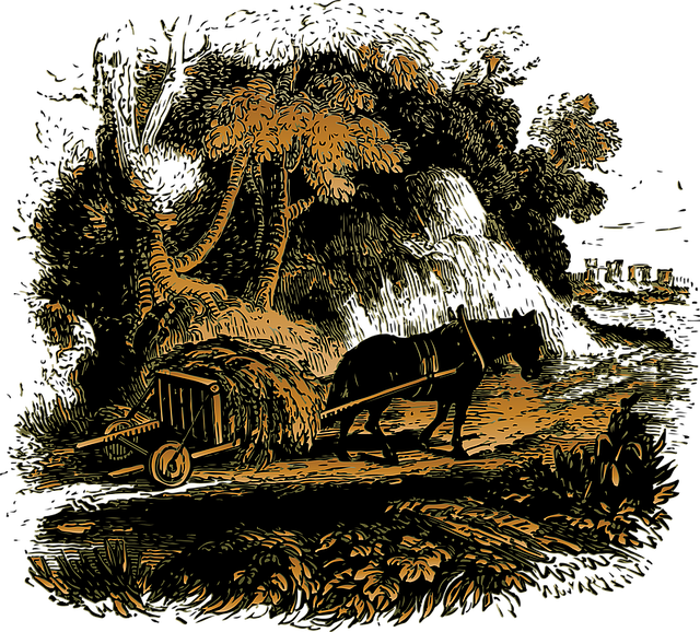 Catâr, Cart, Măgar, Animal, Transport