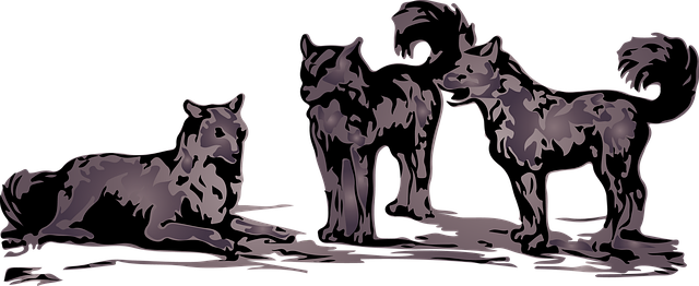 Free wolves gray wolf illustration