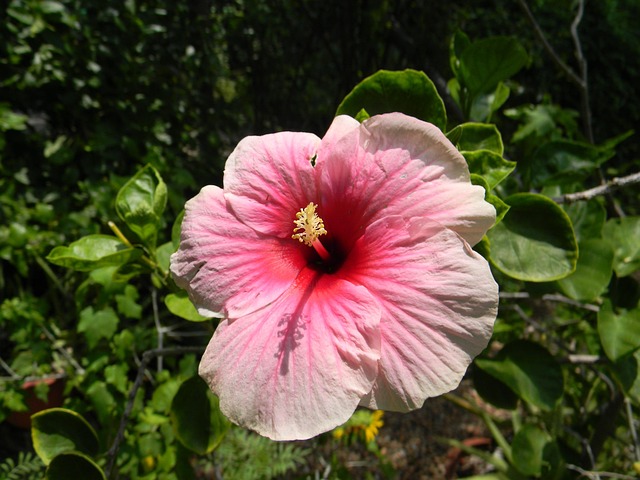 Free Hibiscus Rosa-Sinensis Flower photo and picture