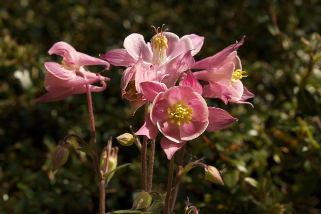Free Columbine Flower photo and picture