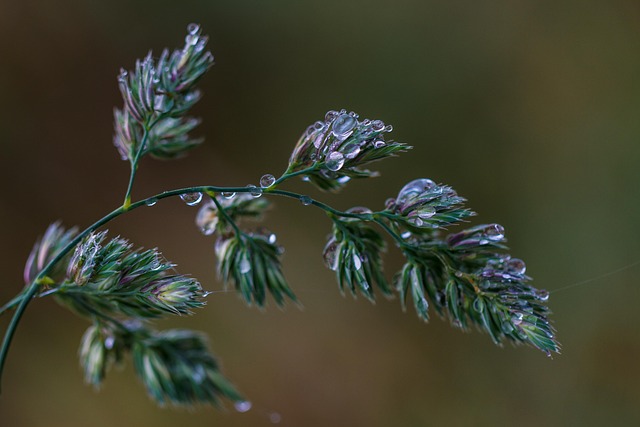 Free Grass Grass Flowers photo and picture