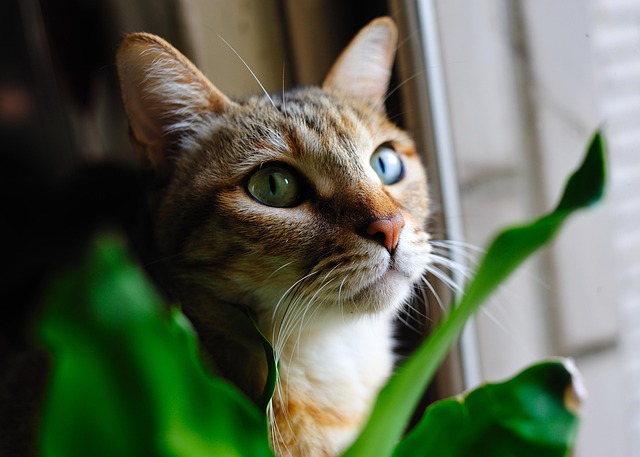 Free Cat Pet photo and picture
