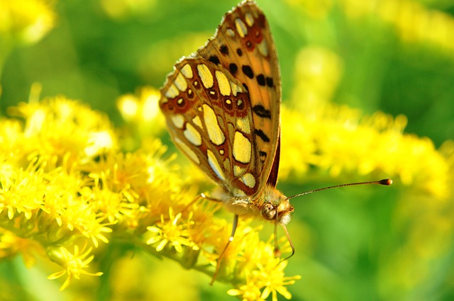 Fluture, Buterfly, Vară