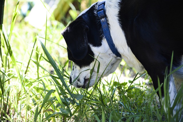 Free Dog Animal photo and picture