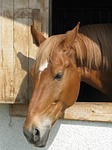 horse, head, portrait