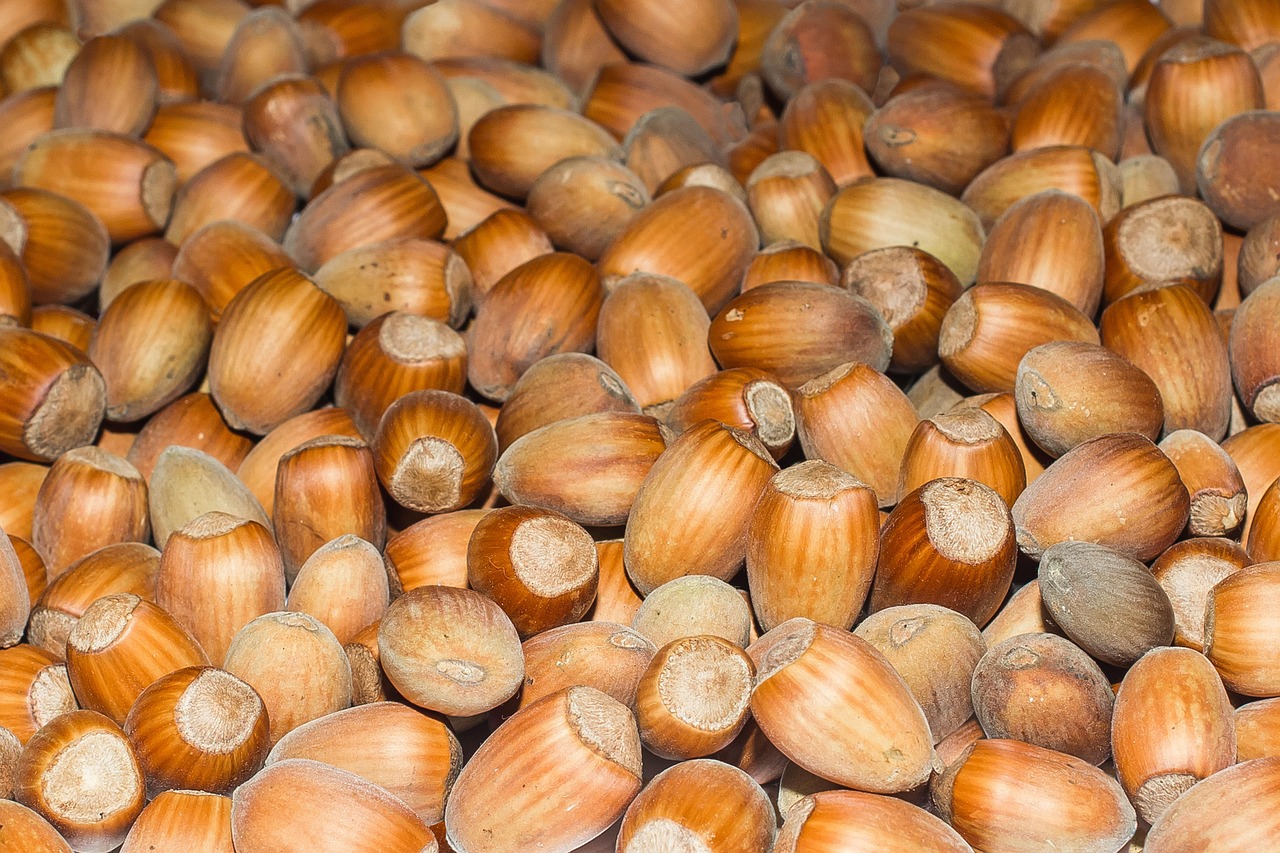 Hazelnuts Fruits Free photo on Pixabay Pixabay