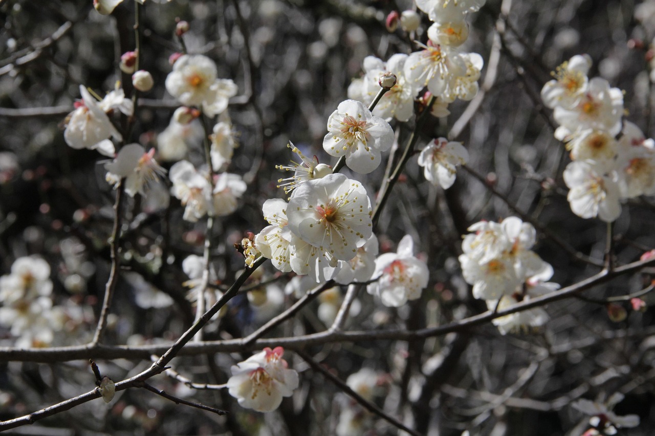 Plum White Blossoms - Free photo on Pixabay - Pixabay