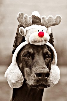 Luna, Doberman, Dog, Christmas