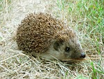 hedgehog, grass, close