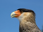 caracara, eagle observatory, raptor