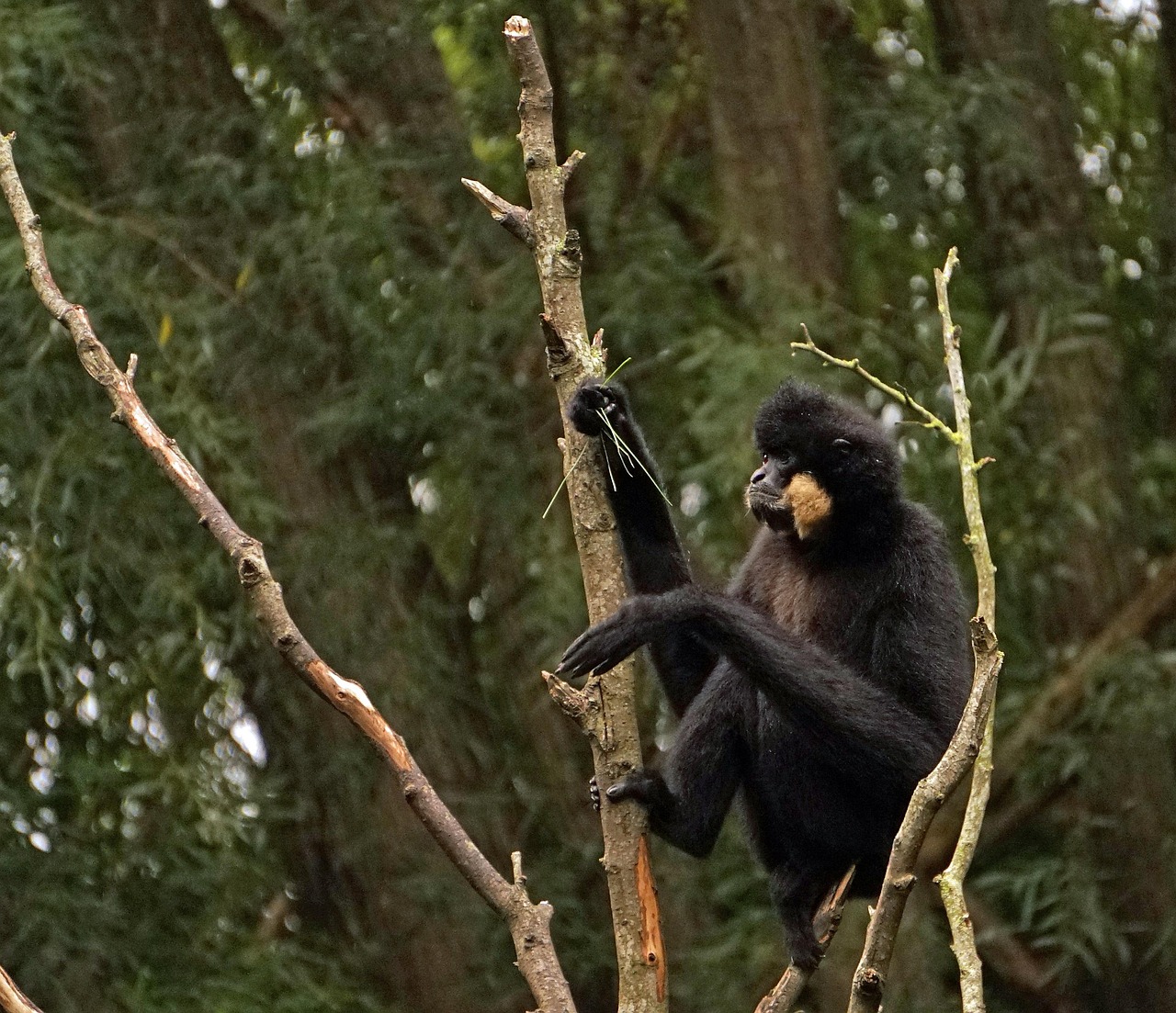 Yellow-Cheeked Gibbon - free online jigsaw puzzle photo