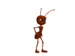 ant, insect, red ant