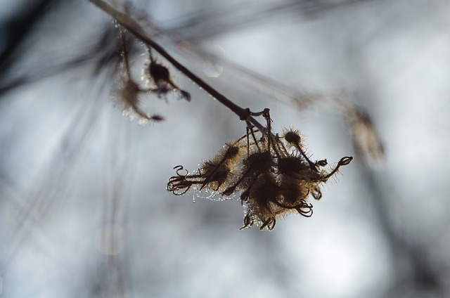 Free Winter Transience photo and picture