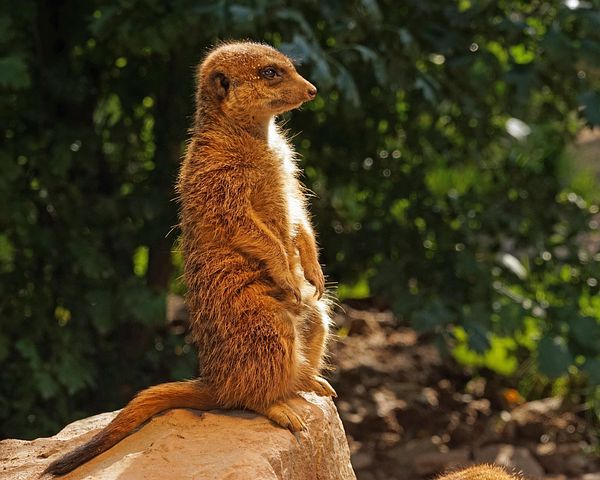 400以上の無料マングース 動物画像 Pixabay