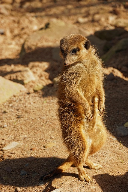 Meercat Guard Meerkat Guard Attentive - Free photo on Pixabay - Pixabay