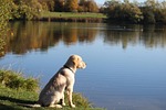 dog, golden, golden retriever