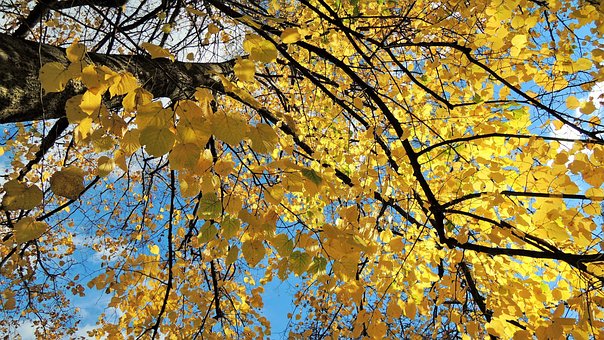 Free Autumn Nature photo and picture