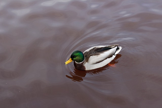 Free Duck Swimming photo and picture