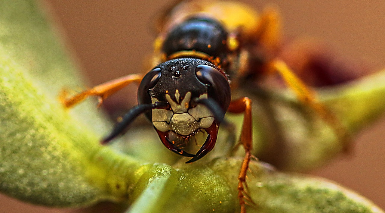 Frolant Insecte Frelon Insectes Macro La - Photo gratuite sur Pixabay - Pixabay