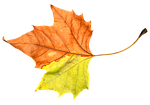 foliage, leaf, leafage