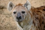 hyena, wildlife, africa