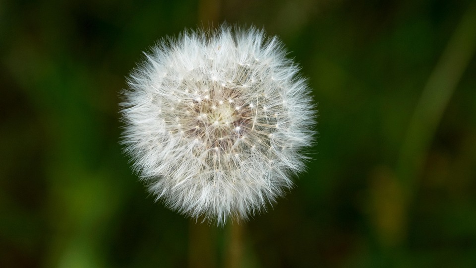 Dandelion Puffball Flower · Free photo on Pixabay Dandelion Puffball Flower · Free photo on Pixabay