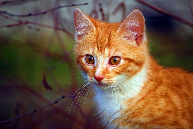 700+ kostenlose Katzenbaby und Haustier-Bilder - Pixabay
