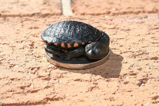 Free Australian Long-Neck Turtle photo and picture