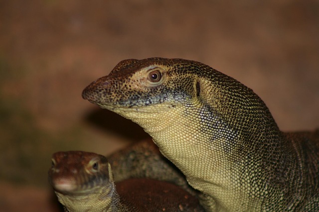 Free Mertens Water Monitor Goanna photo and picture