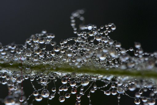 A Drop Of Water, The Dew, Pearl A Drop Of Water, The Dew, Pearl