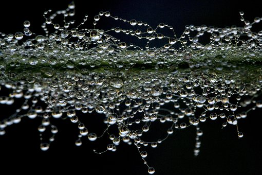 A Drop Of Water, The Dew, Pearl A Drop Of Water, The Dew, Pearl
