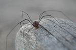 spider, granddaddy longlegs, invertebrate