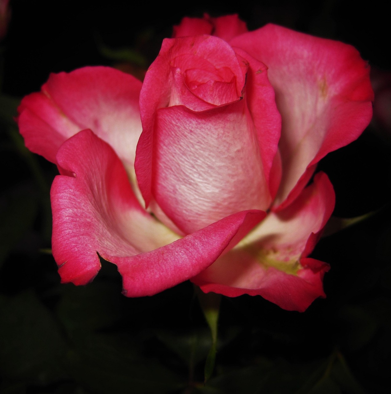 Rose Blossom Flower - Free photo on Pixabay