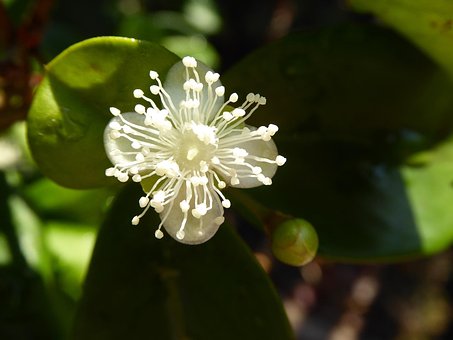 Free Cherry Blossom photo and picture