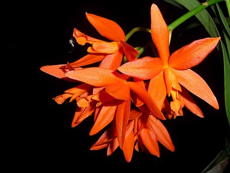 Free Orchid Flower Wallpaper photo and picture