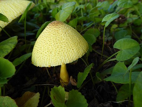 Free Fungi Yellow photo and picture