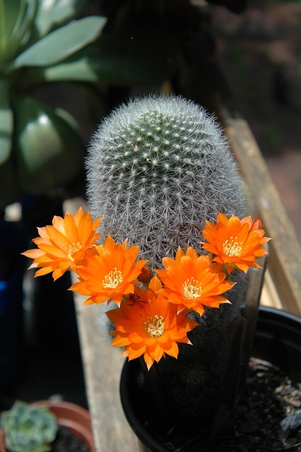 Free Cactus Flowers Cactus Garden photo and picture