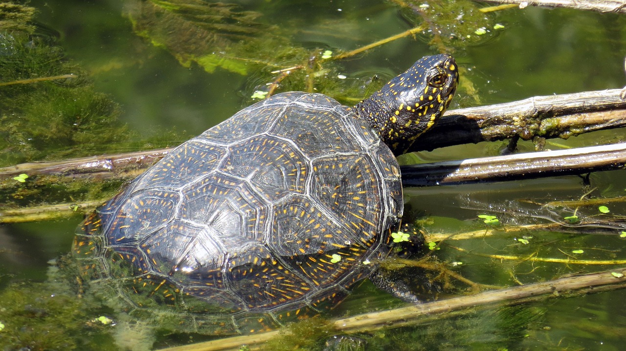 乌龟的视频真实大自然 turtle-1100993_1280.jpg