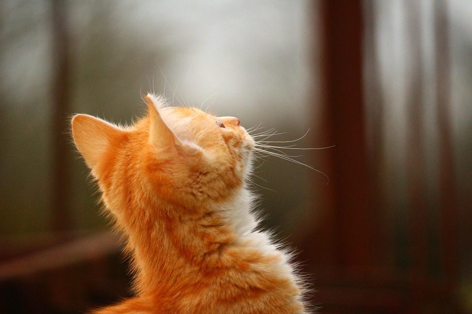 Free photo Cat, Kitten, Red Mackerel Tabby Free Image on Pixabay