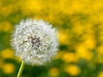 dandelion, departure, close