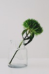 sweet william, green beard carnation, glass