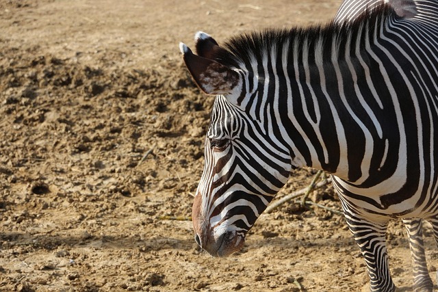 Free Zebra African Animals photo and picture
